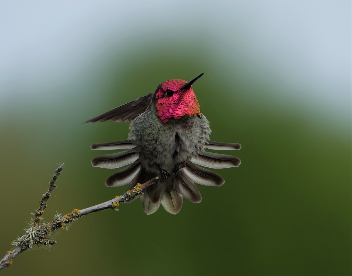 Anna's Hummingbird - ML452247331