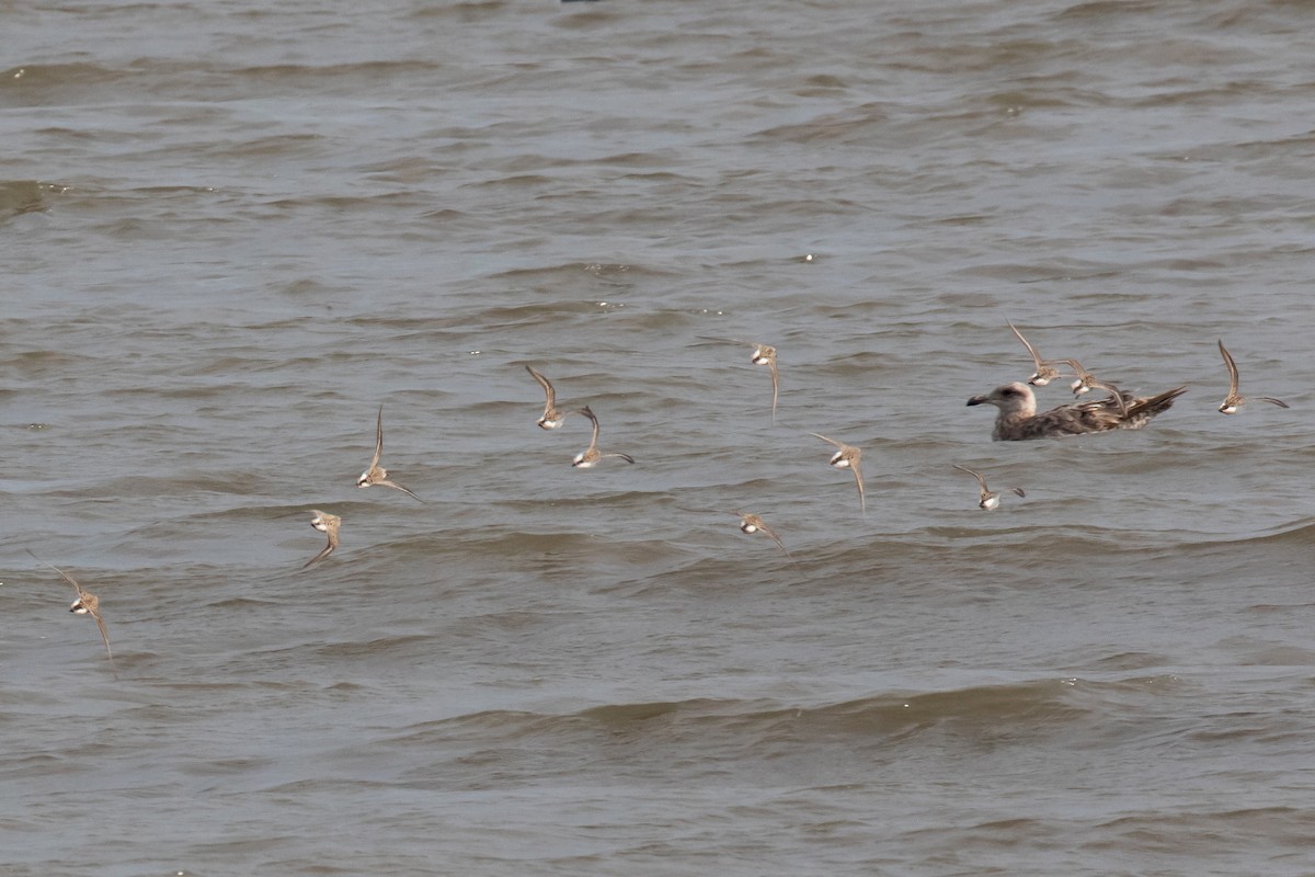 Dunlin - ML452247521