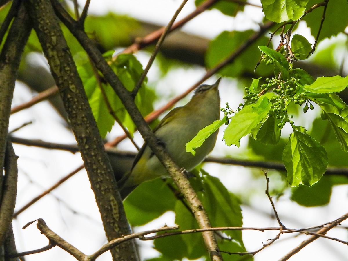 rødøyevireo - ML452248251