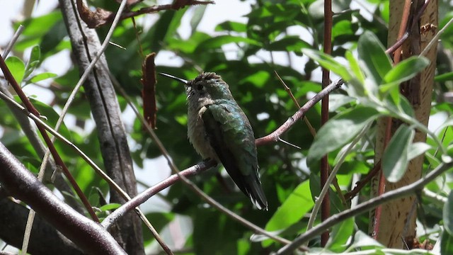 Colibri à gorge noire - ML452248261