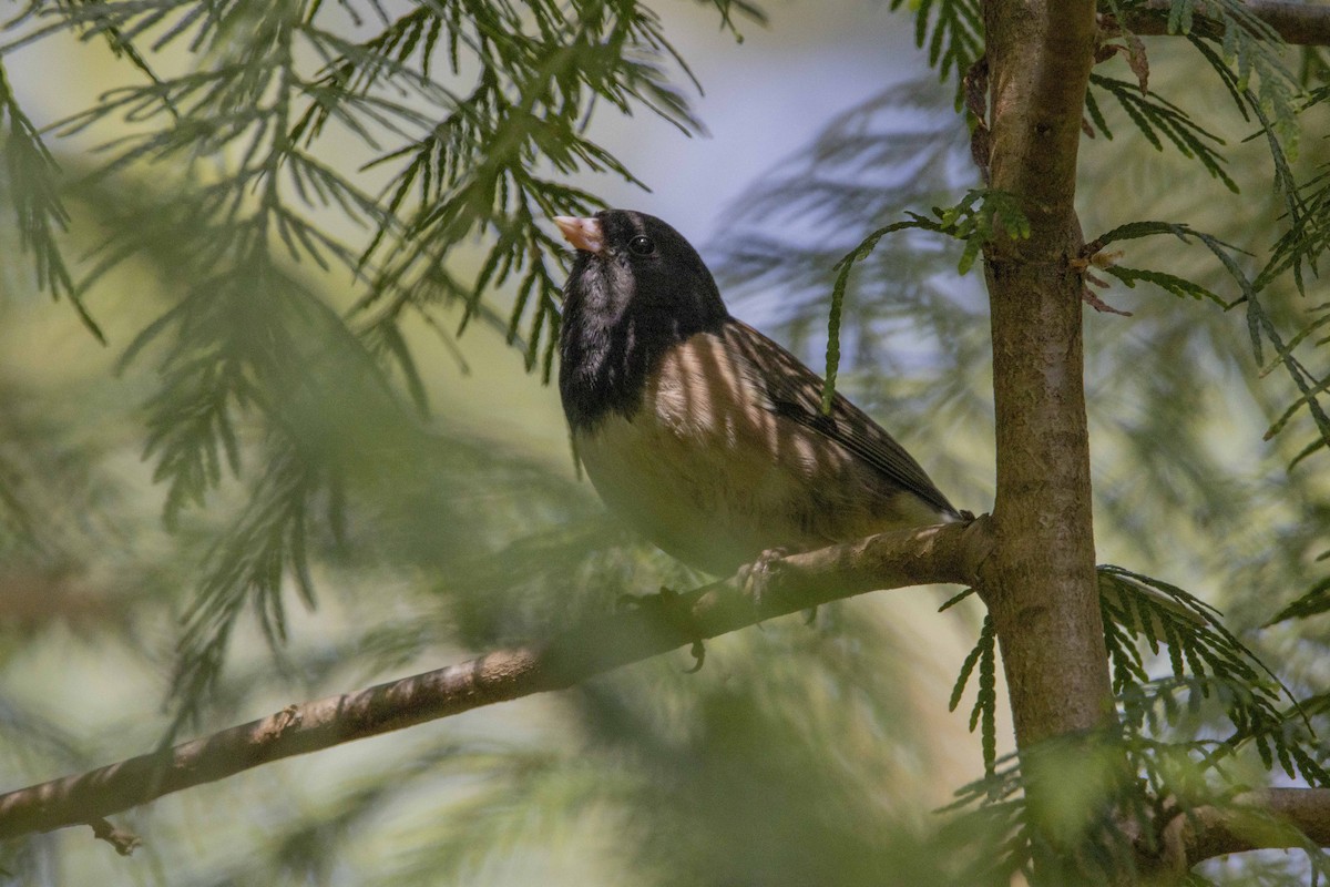 Dark-eyed Junco (Oregon) - ML452248531