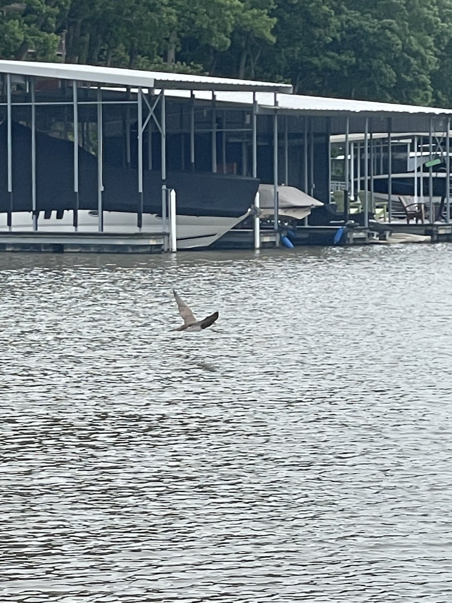 Brown Booby - ML452250131