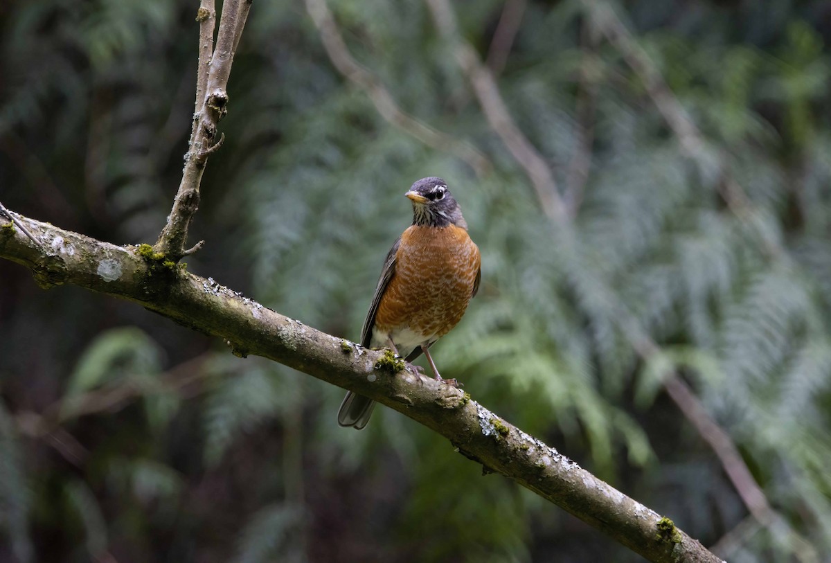 American Robin - ML452252031