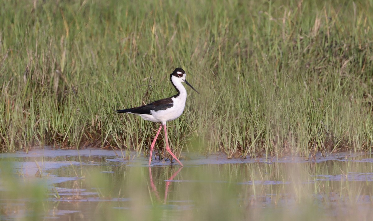 Black-necked Stilt - Stefan Mutchnick