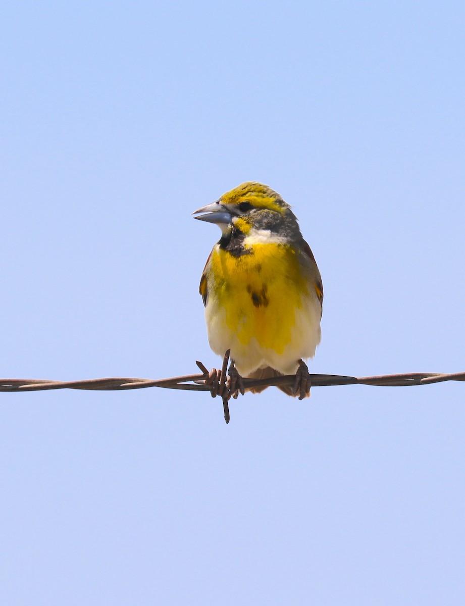 Dickcissel - ML452252911