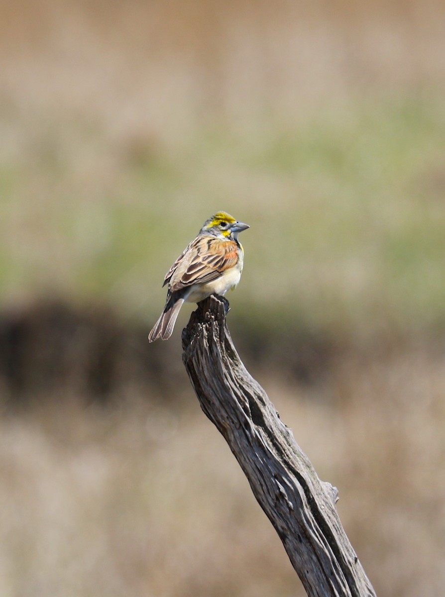 Dickcissel - ML452252961