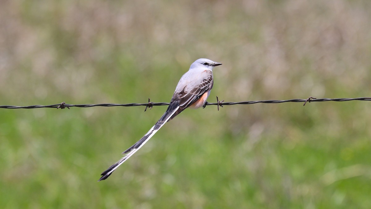 Scissor-tailed Flycatcher - ML452253351