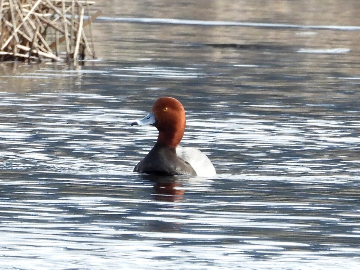 Redhead - ML452253381