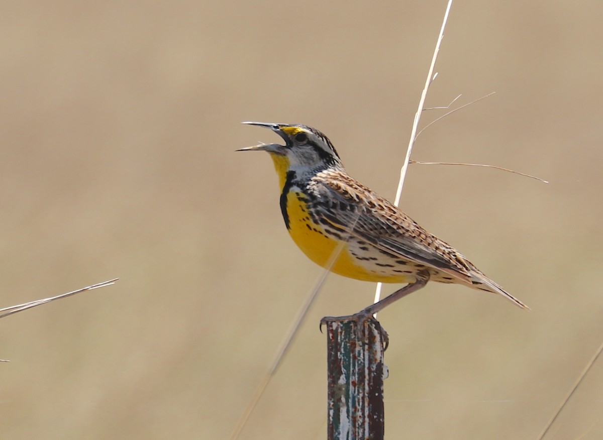 Eastern Meadowlark - ML452254081