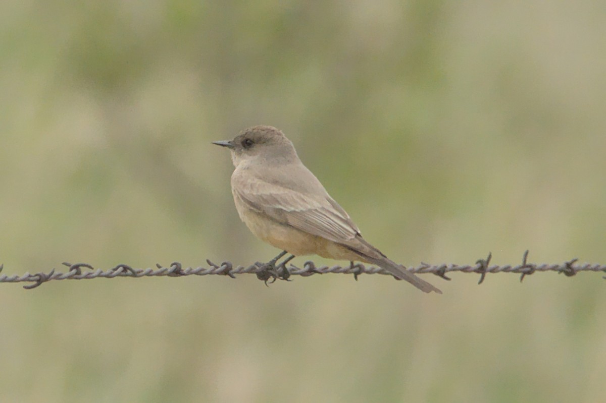 Say's Phoebe - ML452255591