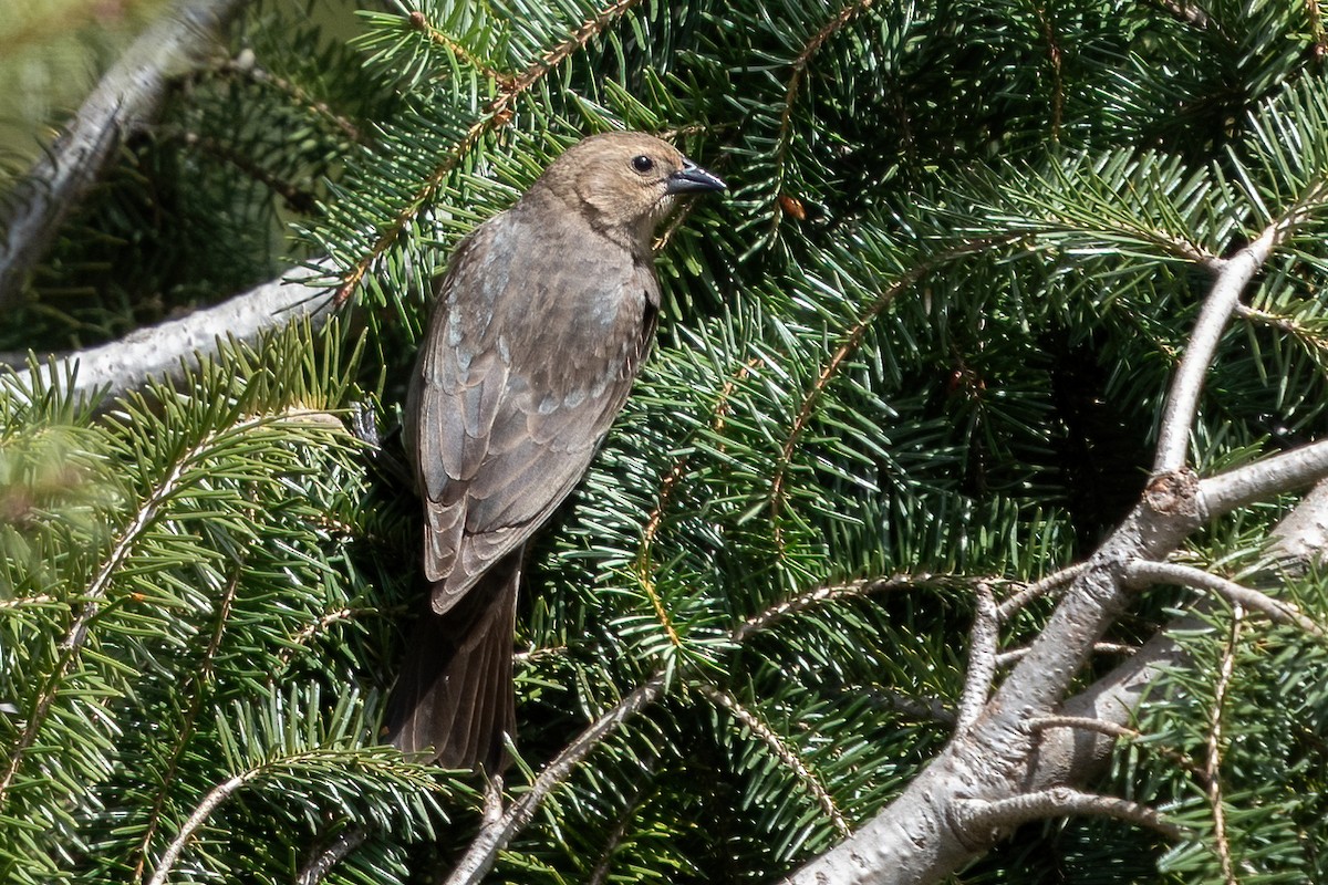 Brown-headed Cowbird - ML452258821