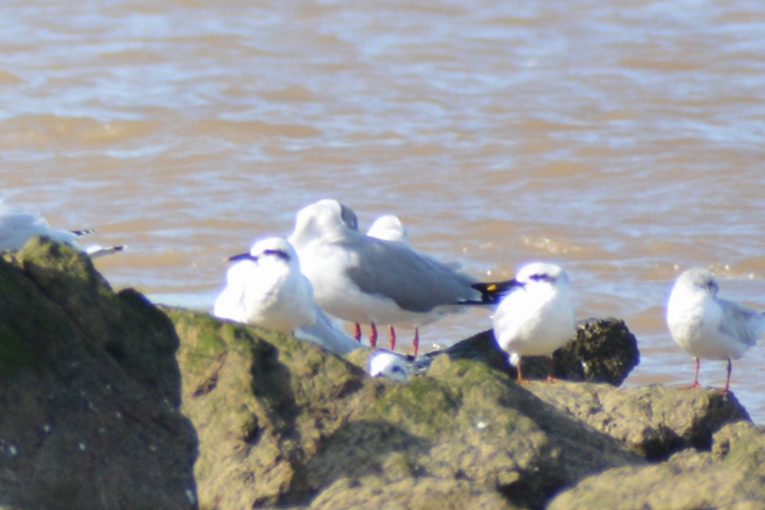 Gray-hooded Gull - ML452259031