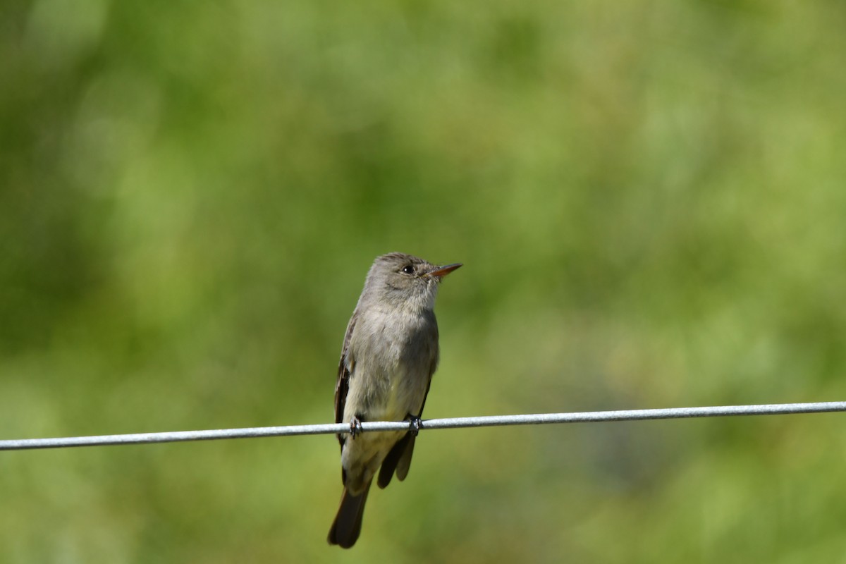 Western Wood-Pewee - ML452260211