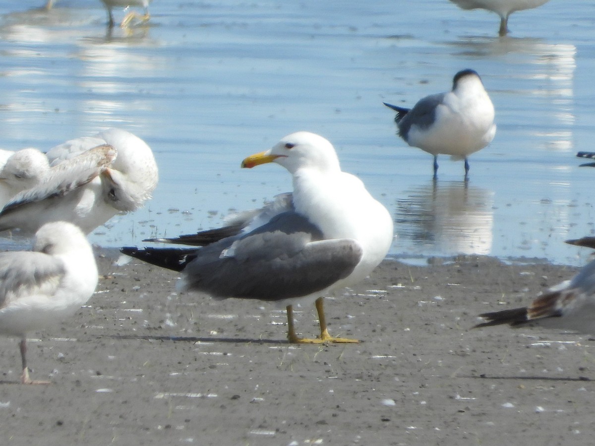 California Gull - ML452260481