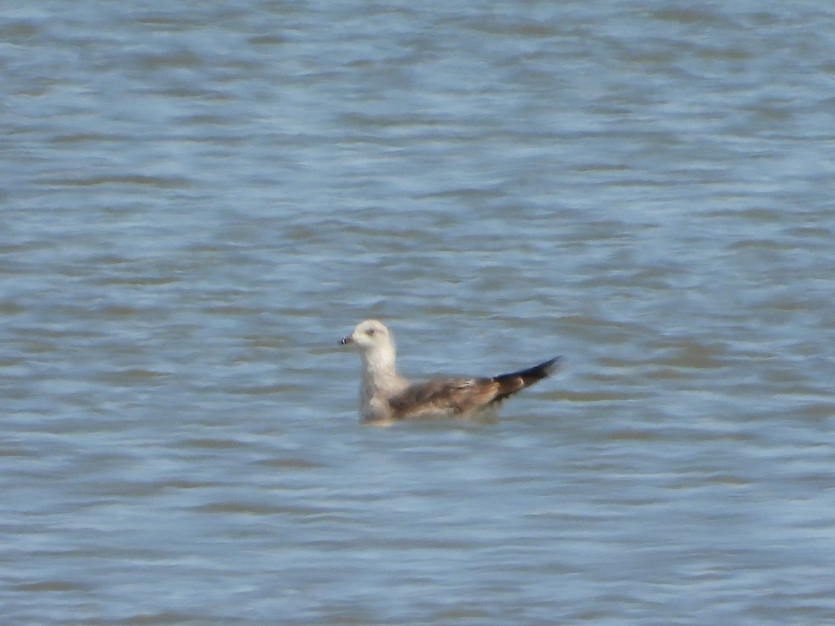 Lesser Black-backed Gull - ML452261161