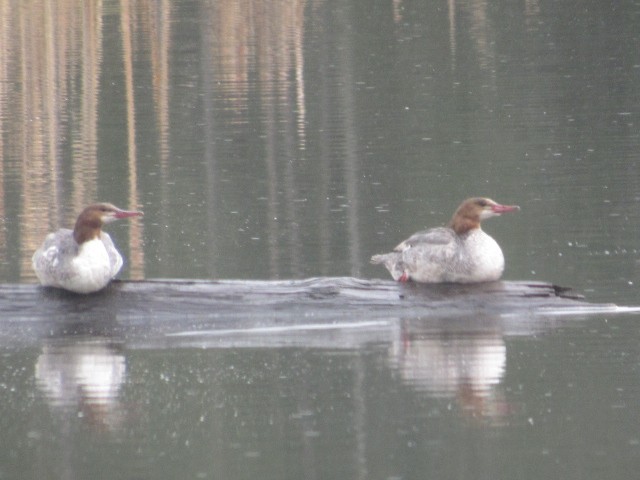 Common Merganser - ML452263831