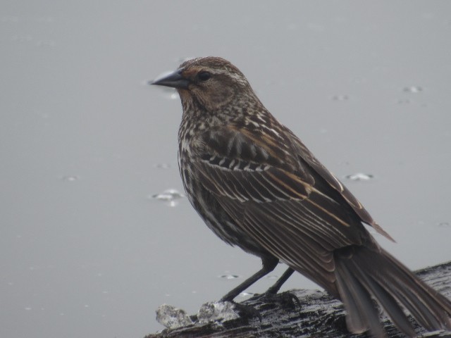 Red-winged Blackbird - Will Merg