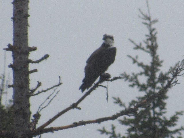 Águila Pescadora - ML452264201