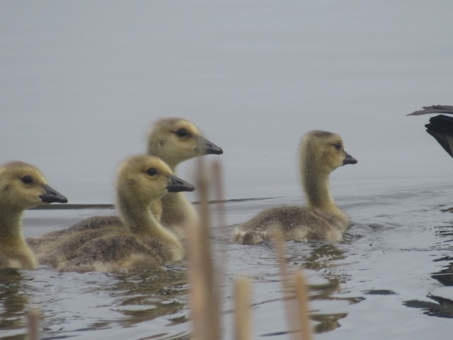 Canada Goose - Will Merg