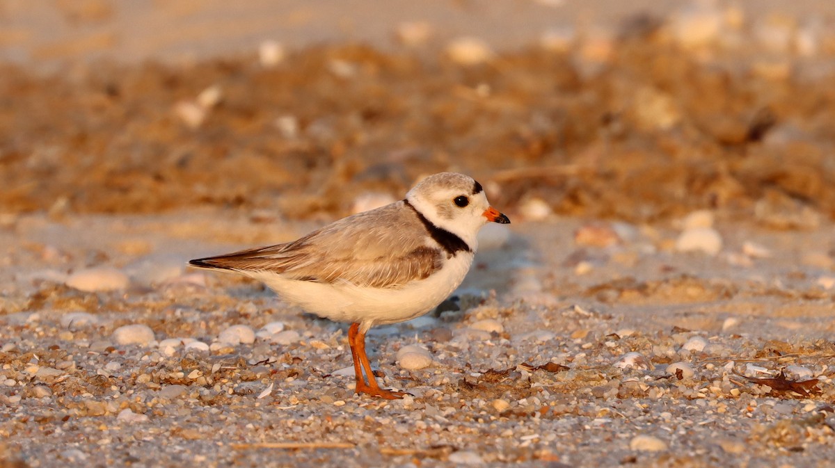 Piping Plover - Stefan Mutchnick