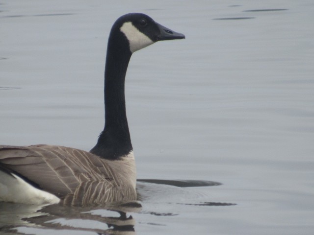 Canada Goose - ML452264341