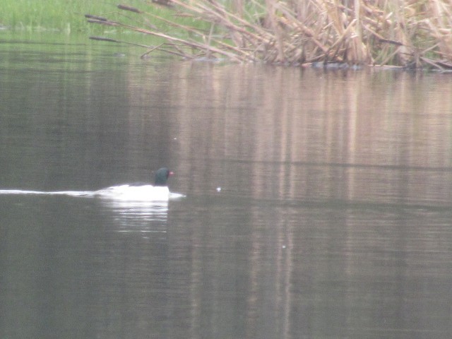 Common Merganser - ML452264371