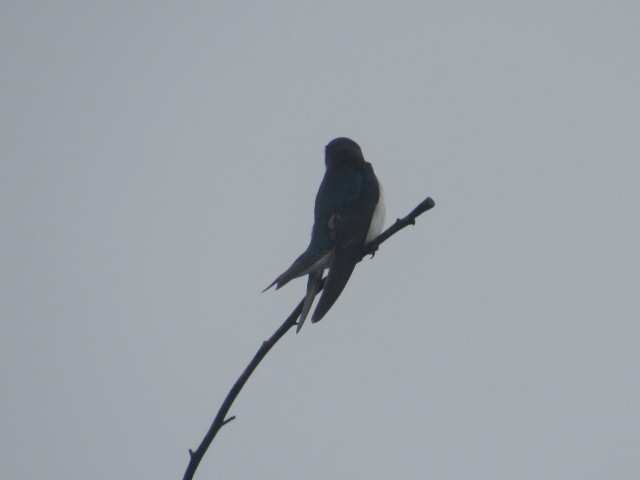 Golondrina Bicolor - ML452264611