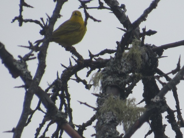 Yellow Warbler - Will Merg