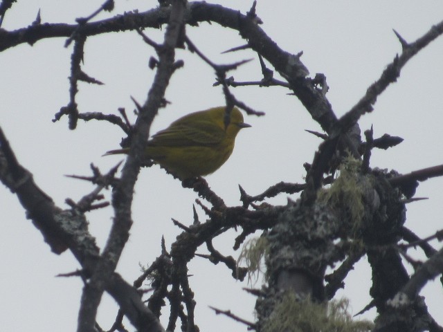 Yellow Warbler - Will Merg