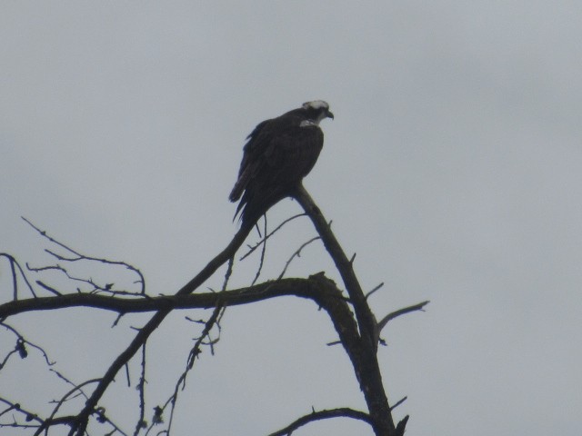 Águila Pescadora - ML452264861