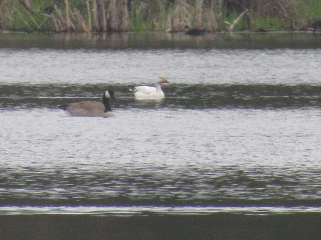 Snow Goose - ML452265181