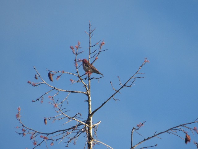 Cassin's Finch - Will Merg