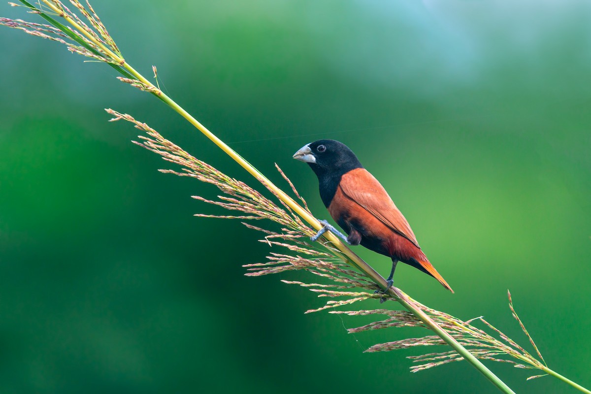 Chestnut Munia - ML452267371