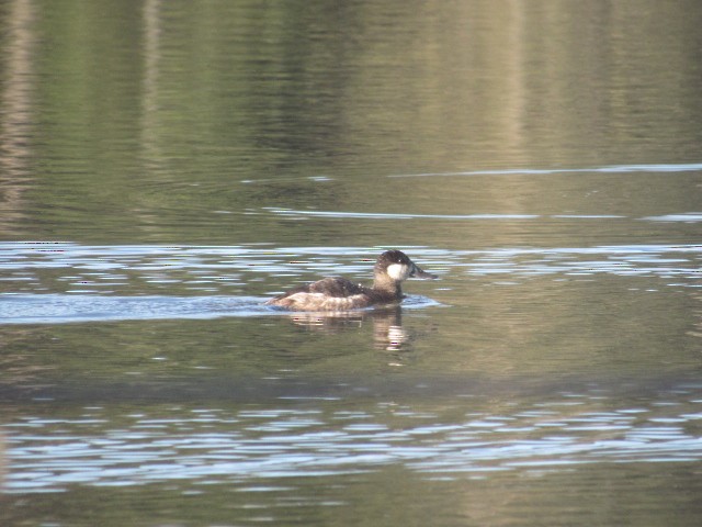 Ruddy Duck - Will Merg