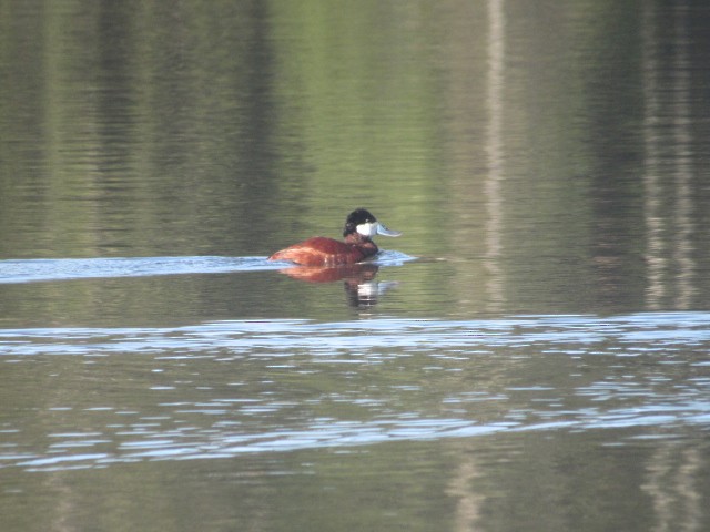 Ruddy Duck - Will Merg