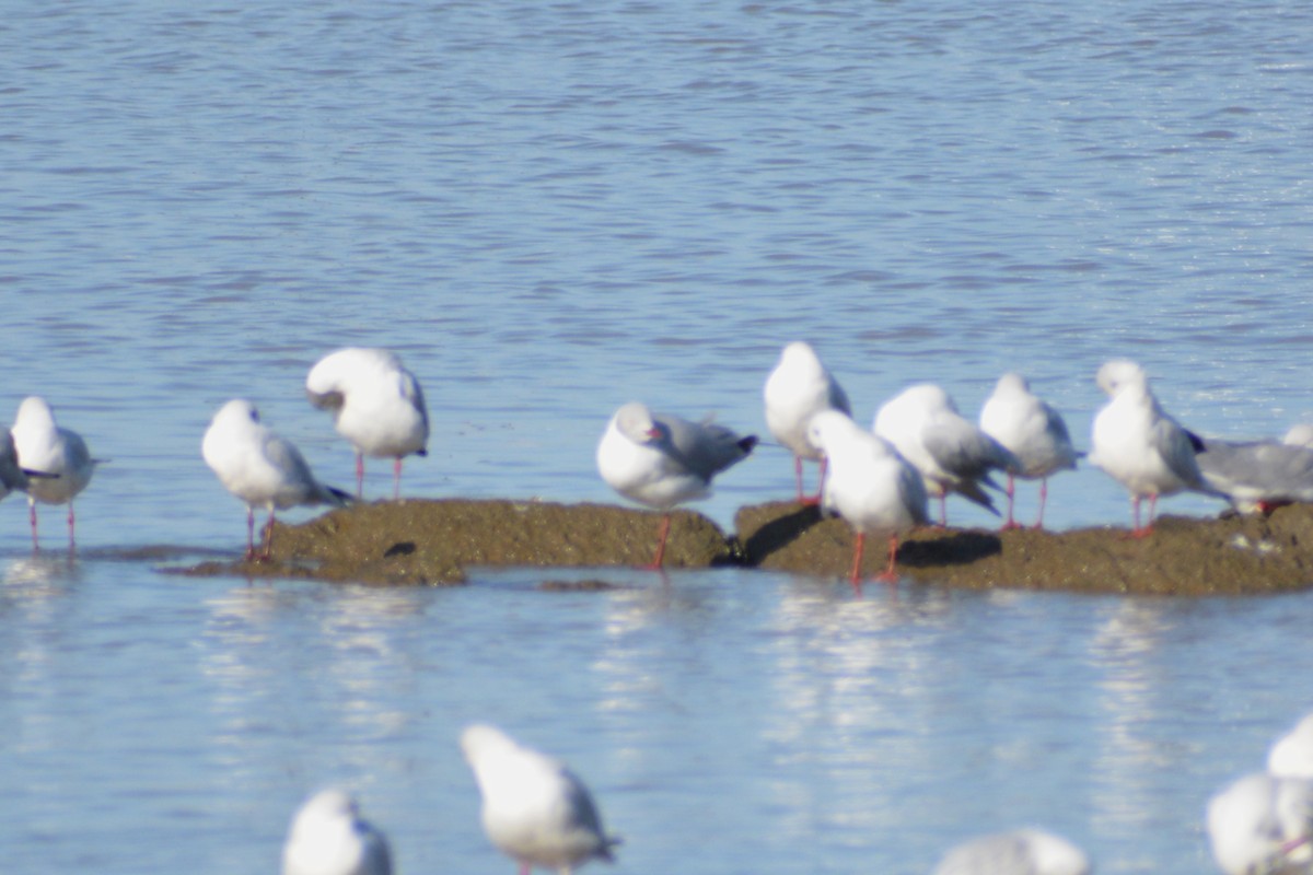 Gray-hooded Gull - ML452267741