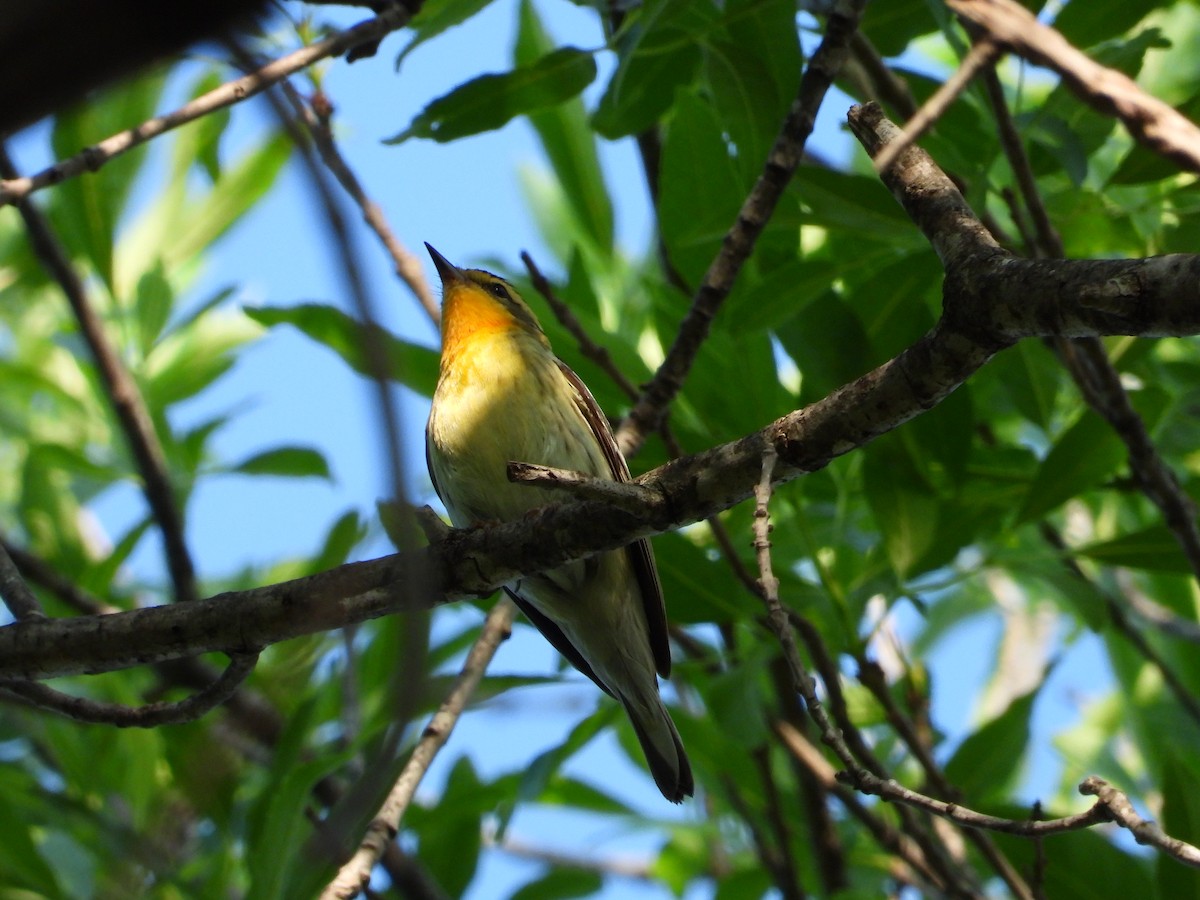 Blackburnian Warbler - Jose Sanchez