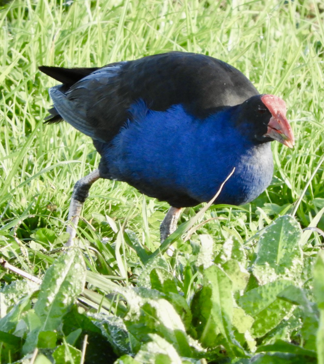 Australasian Swamphen - ML452270671