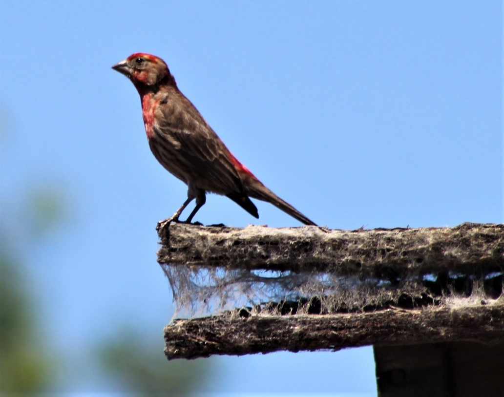 House Finch - ML452271691