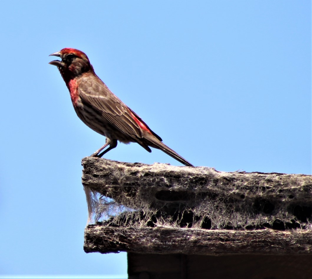 House Finch - ML452271701