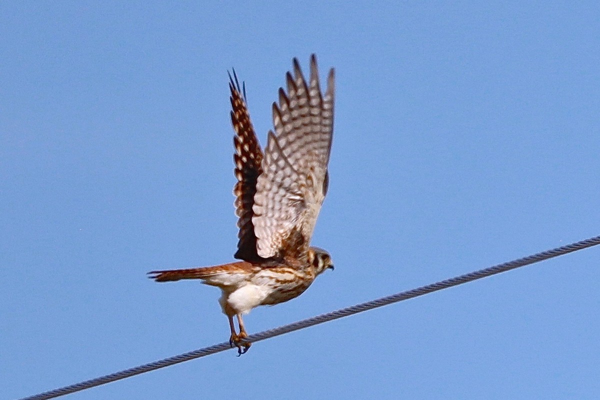 American Kestrel - ML452271841