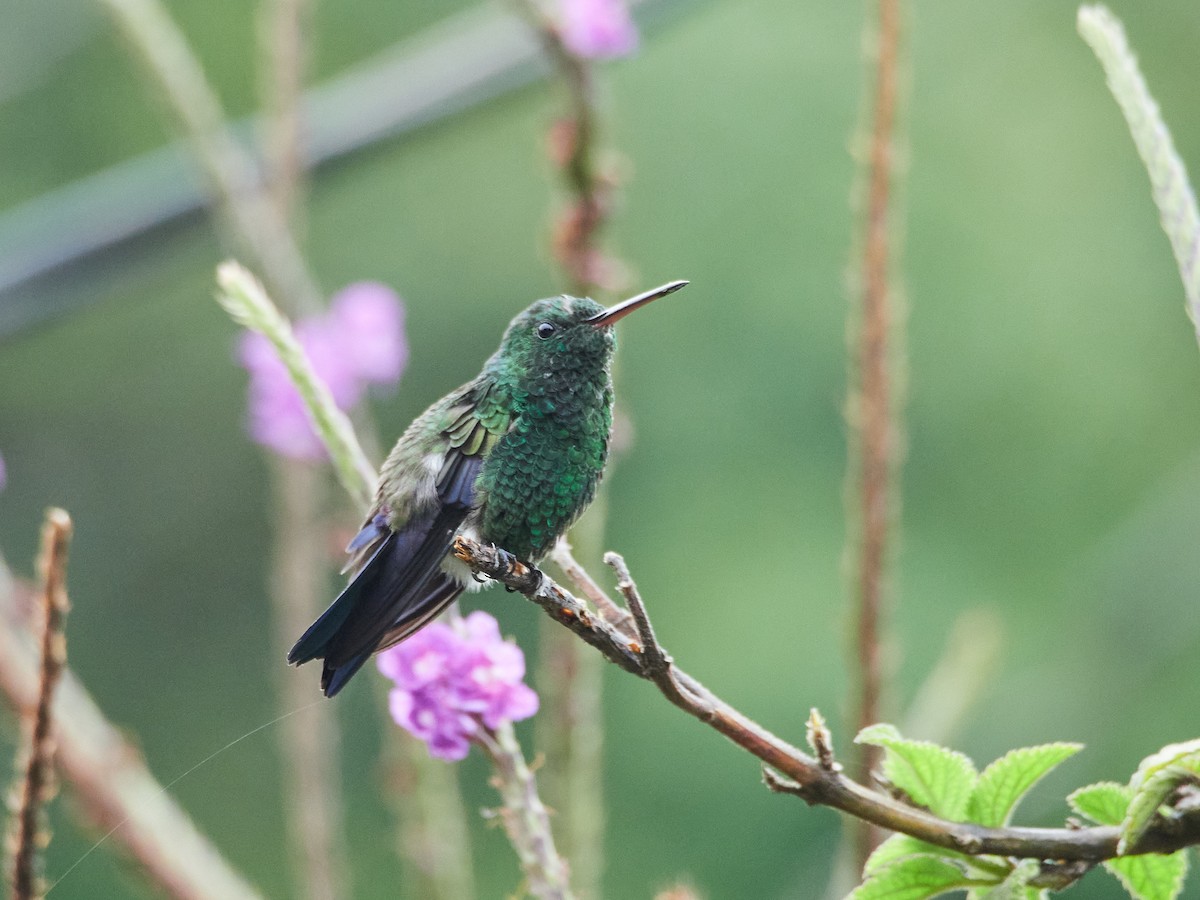 Blue-vented Hummingbird - ML452271881