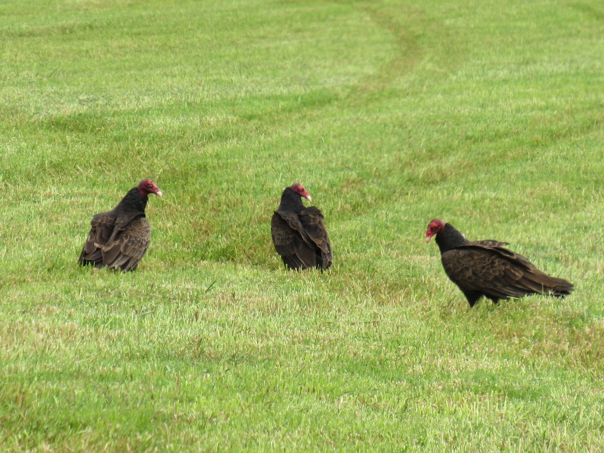 Turkey Vulture - ML452275591