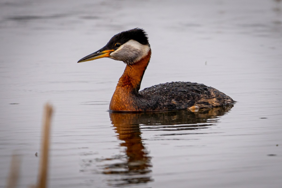 Red-necked Grebe - Levi Moxness