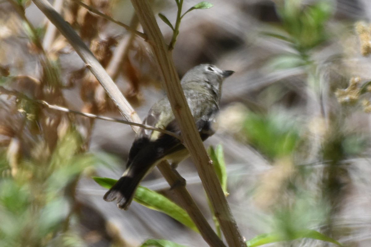 Cassin's Vireo - Naresh Satyan