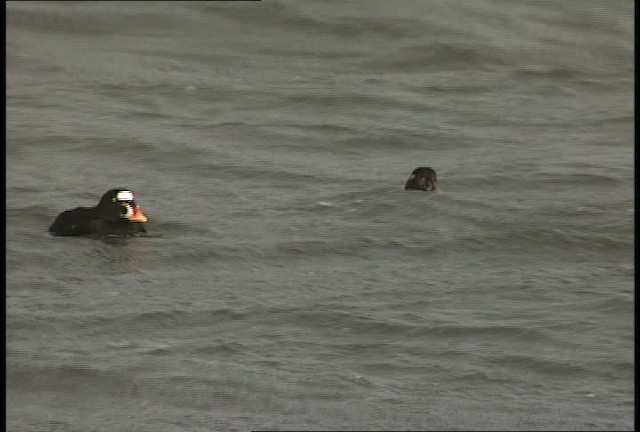 Common Goldeneye - ML452277