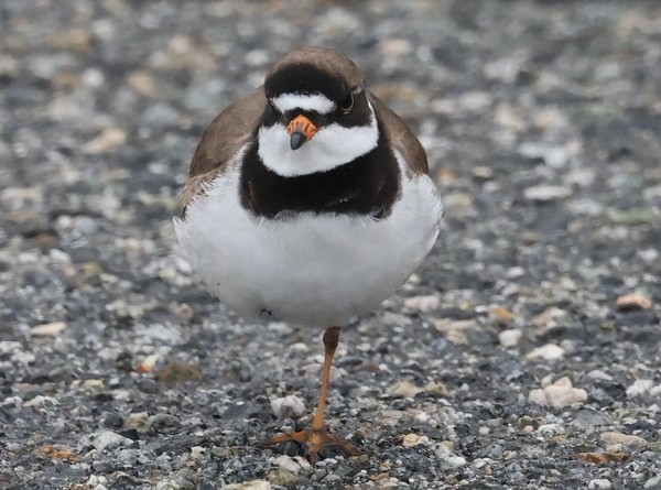 Semipalmated Plover - ML452278591