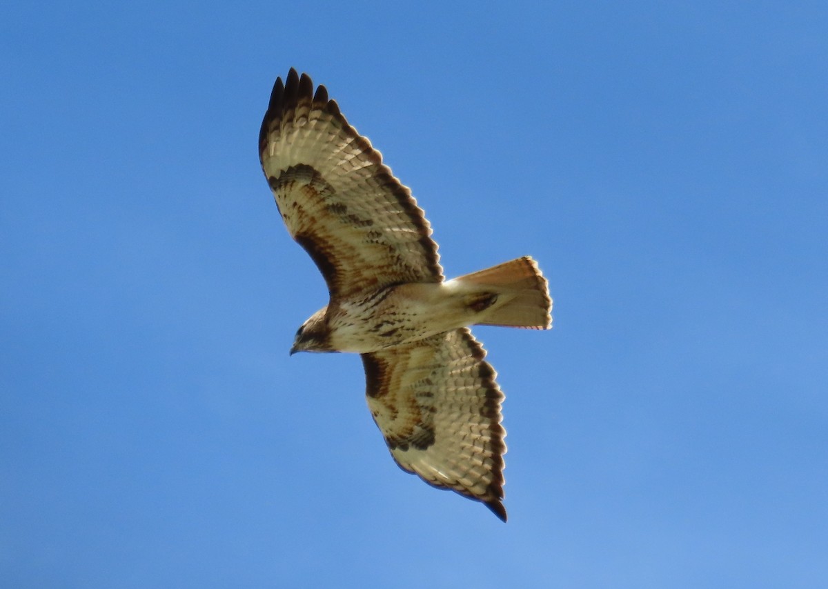 Red-tailed Hawk - ML452280281