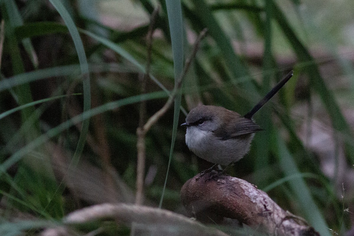 Superb Fairywren - ML452282041