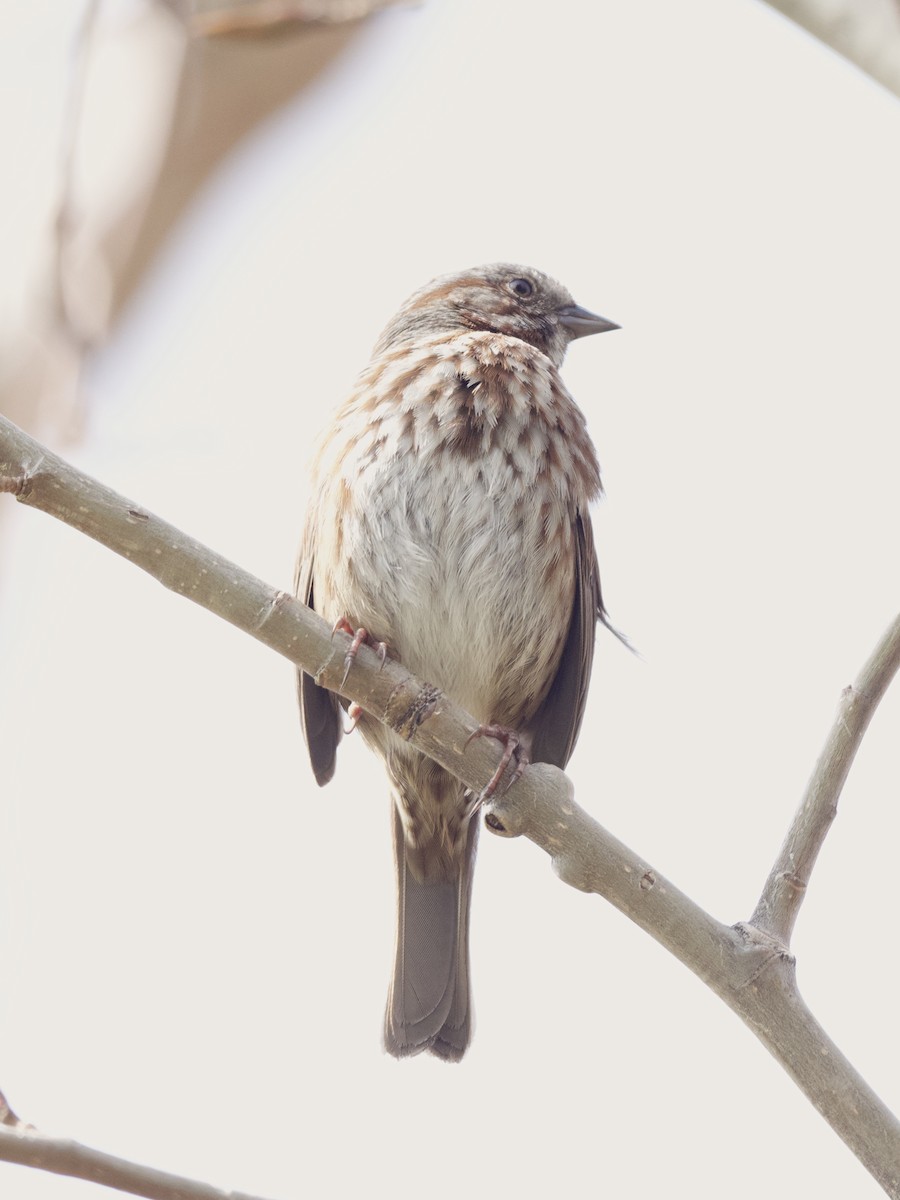 Song Sparrow - ML452282441